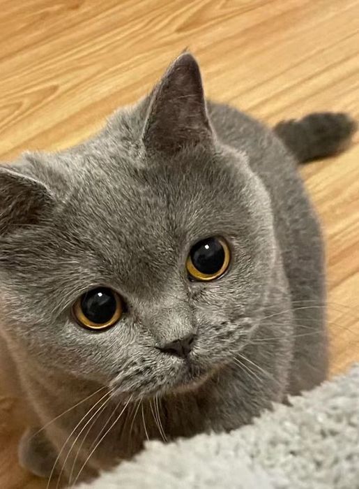 British Shorthair mushuk bolasi