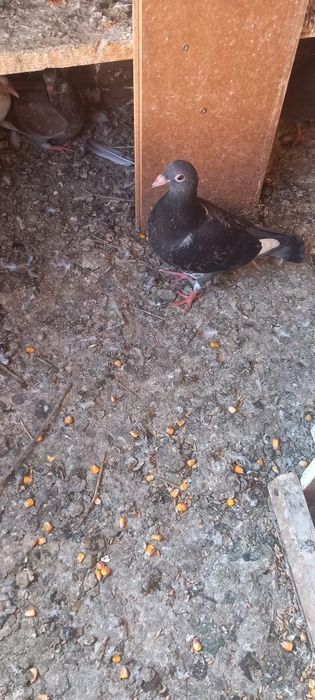 Vând porumbei tineri și maturi