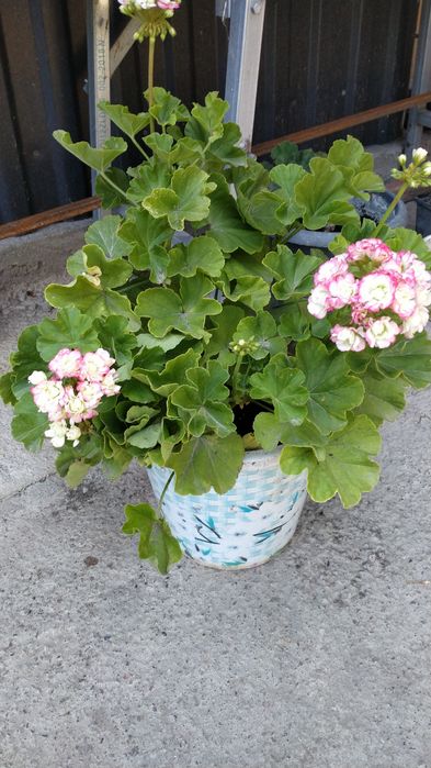 Комнатные цветы герани