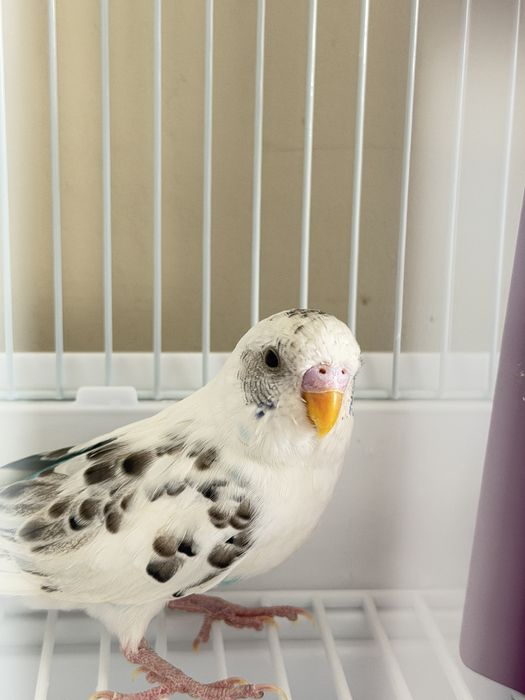 Продам попугая волнистого