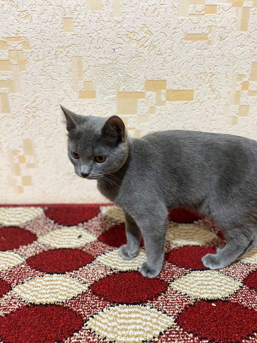 Skotish strayt 7 oylik