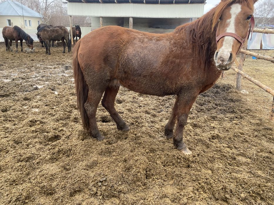 Кысыр бие кобыла