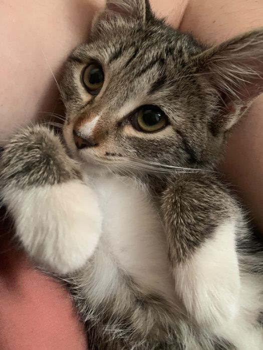 кошка 5 месяцец,бесплатно