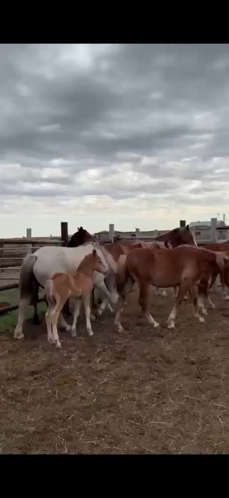 Продаются кобылы