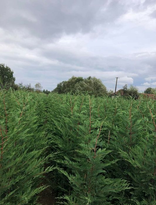 Cupressocyparis leylandii gard viu veșnic verde
