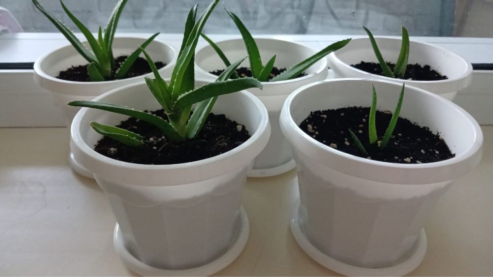 алое,столетник комнатные цветы