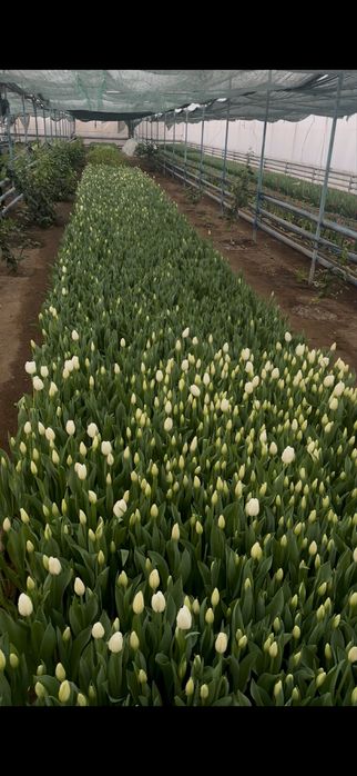 Тюльпаны Алматы 700 тг