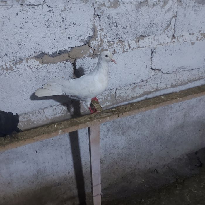 Бели Иран самка гатовый  игрой