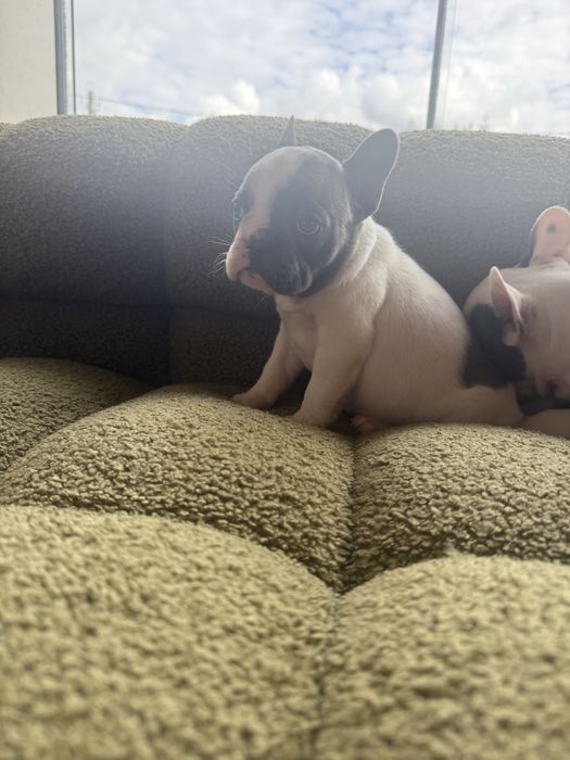 Pui bulldog francez