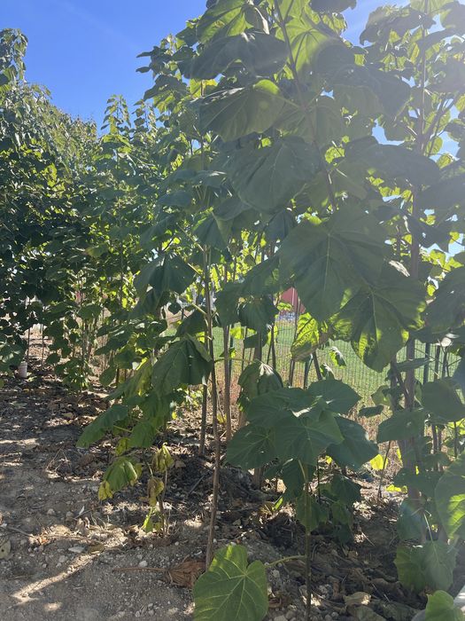 Vand copaci Paulownia puiet si matur
