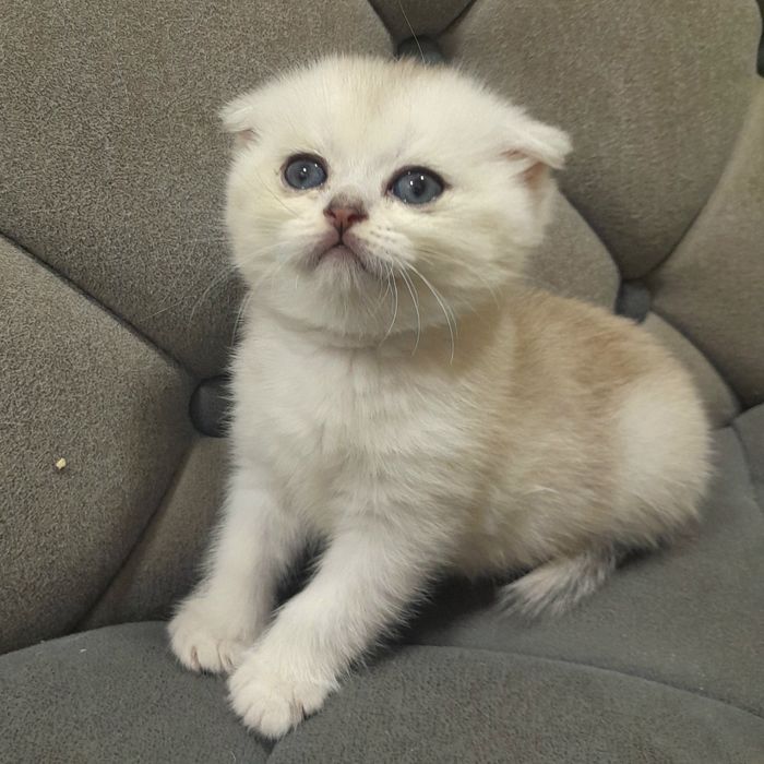 Продаются два серебристых котёнка,шиншилла.