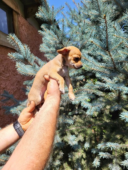 Продам щенка помесь