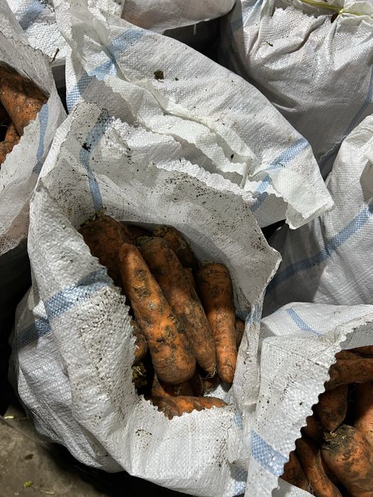 Продам Морковь отборную