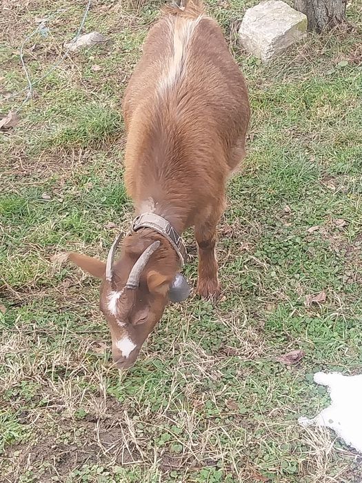 Dau la schimb două capre