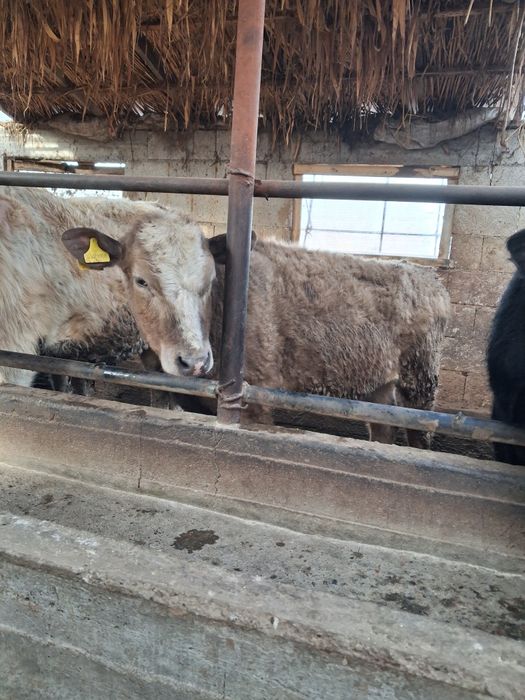 Ұрғашы тана 2бас