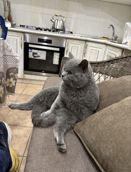 Scotish strayt  garantiya