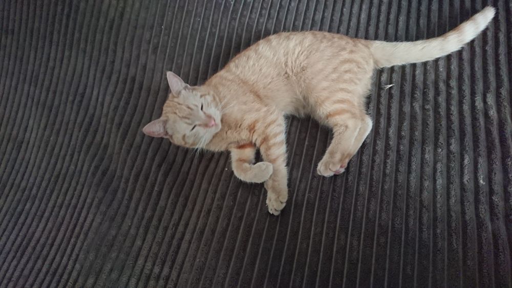 Отдам двух кошек