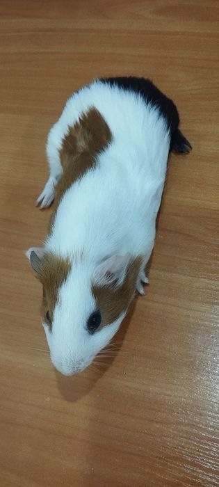 Продам морскую свинку,мальчик