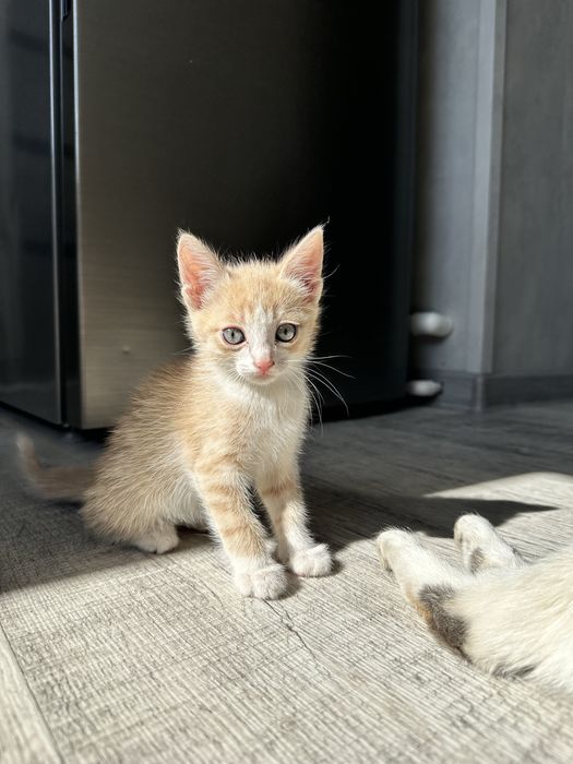 Отдам котёнка в хорошие руки