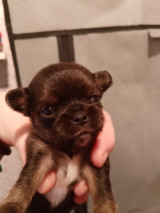 Готовятся к продаже щенки чихуахуа