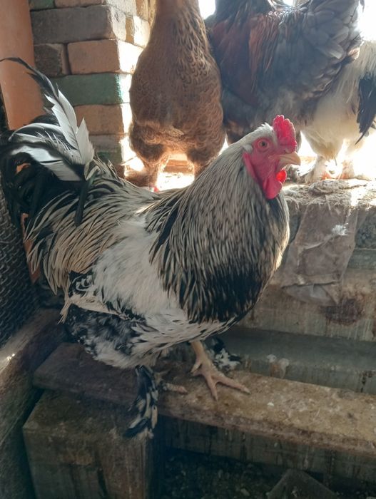 Куры петухи брама