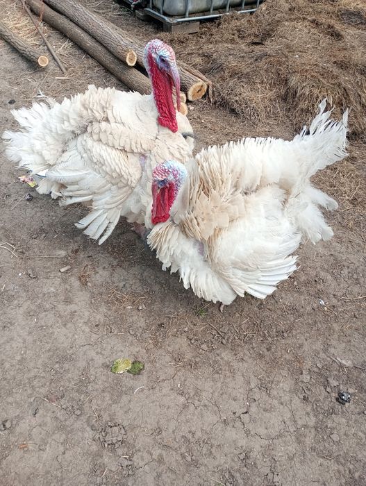 Vând curcani de carne