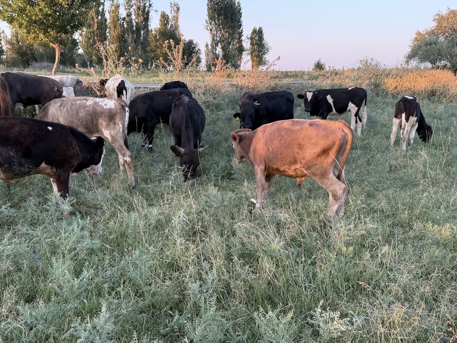 Бычок подсос еркек бұзау бұқа
