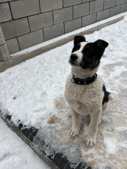 4 айлық алабай “ панда”