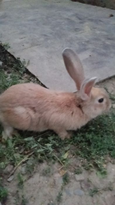 Продается кролики