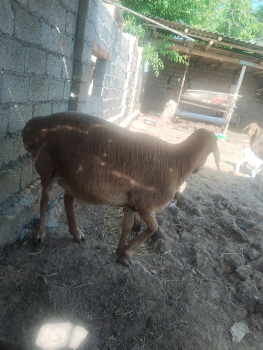 Ona qoy sotiladi