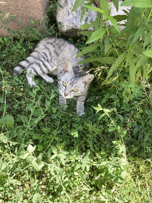 Миниатюрная кошечка