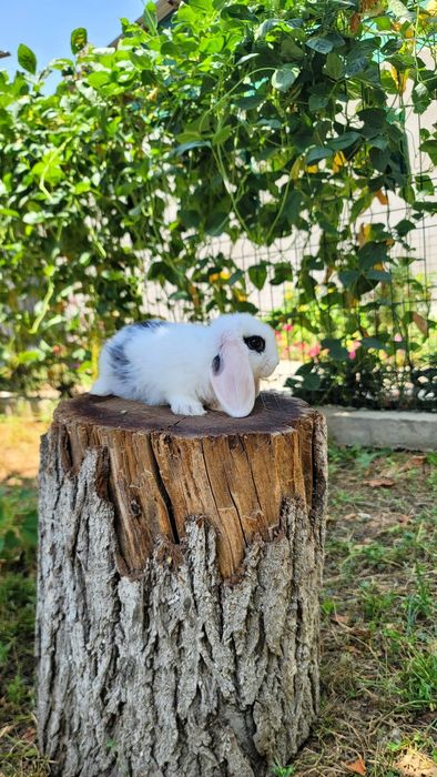 Quyon, Кролик Dekorativ Karlik Baran quyonchalar