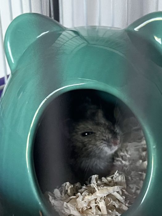 Hamster de vanzare
