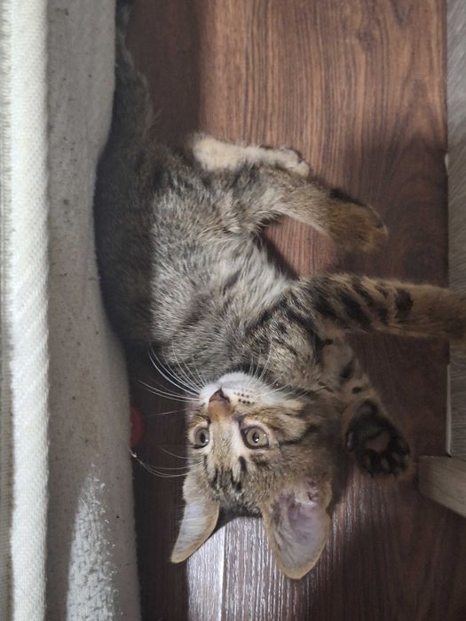 Котенок в добрые руки