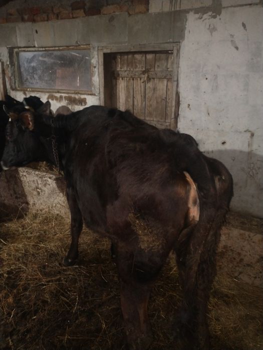 Junca bruna de Maramureș