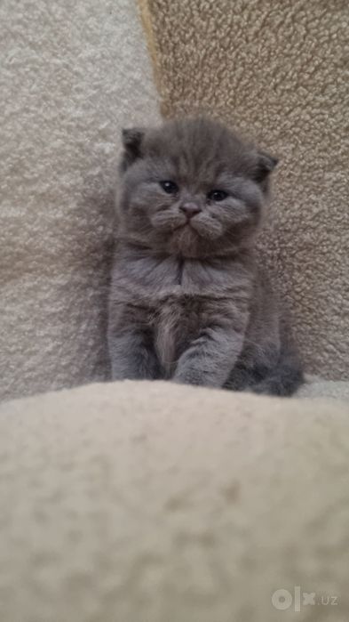 Scottish fold Scottish strayt
