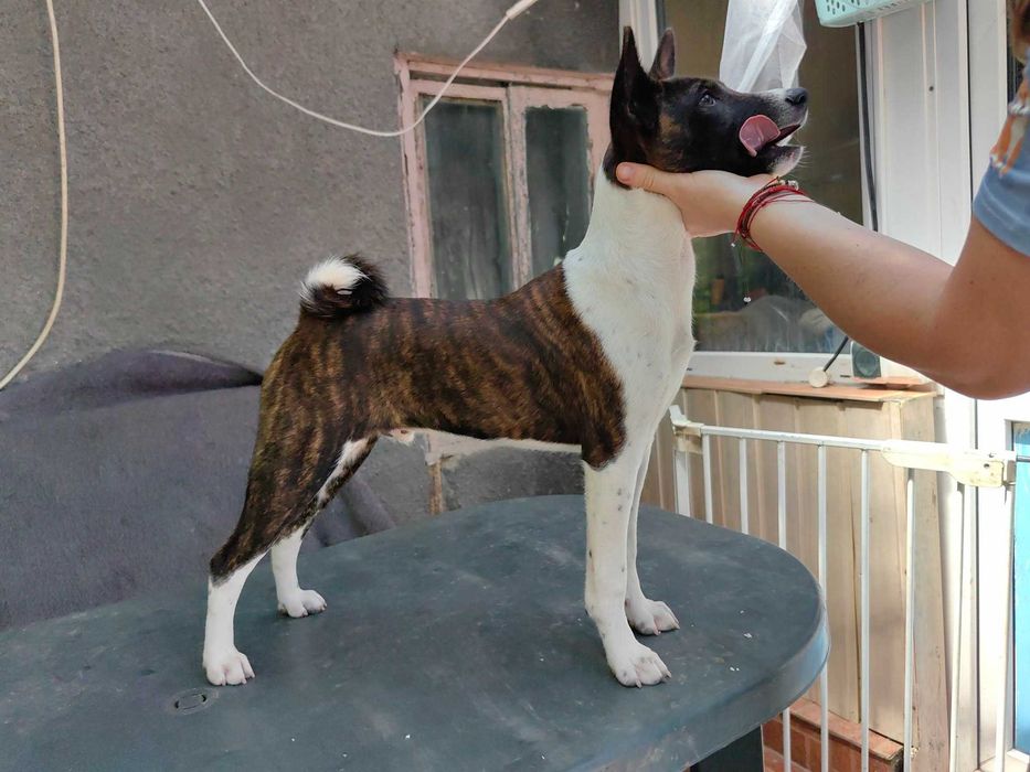 Singurul pui de tigru din România. Un Basenji cu o culoare unică.