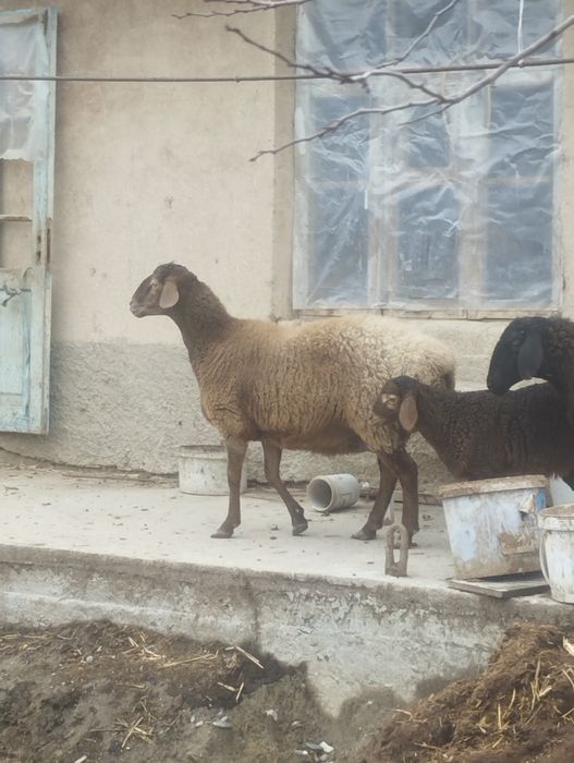 Arashan sovliq 2 chi bolasi quchqor srochna sotaman