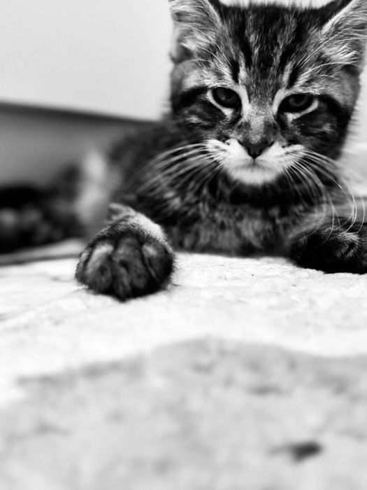 Amerkanskiy Maine Coon 250$