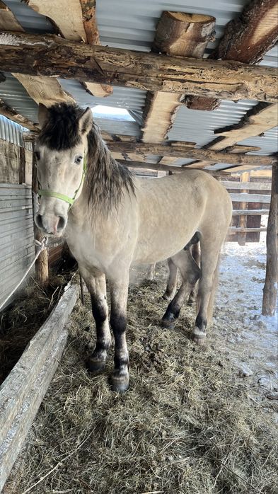 Айғыр   сатылады