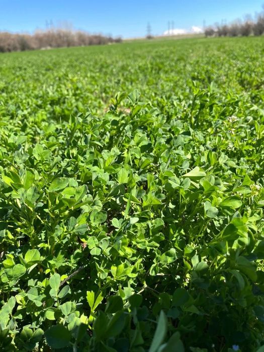 Жоңышқа ұрығы, Семена люцерны