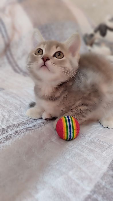 Котята скоттиш фолд и страйт