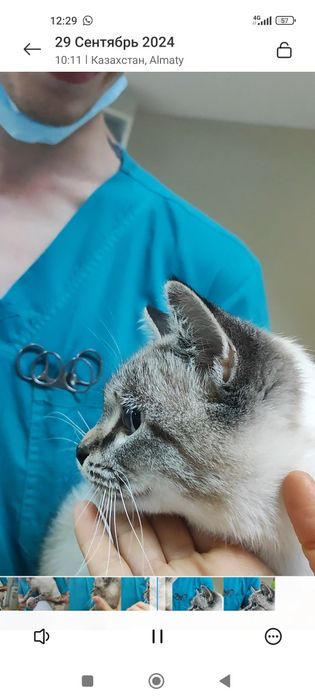 Кот 2,5 месяца , в хорошие руки