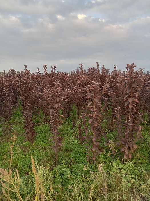 Черемуха красная