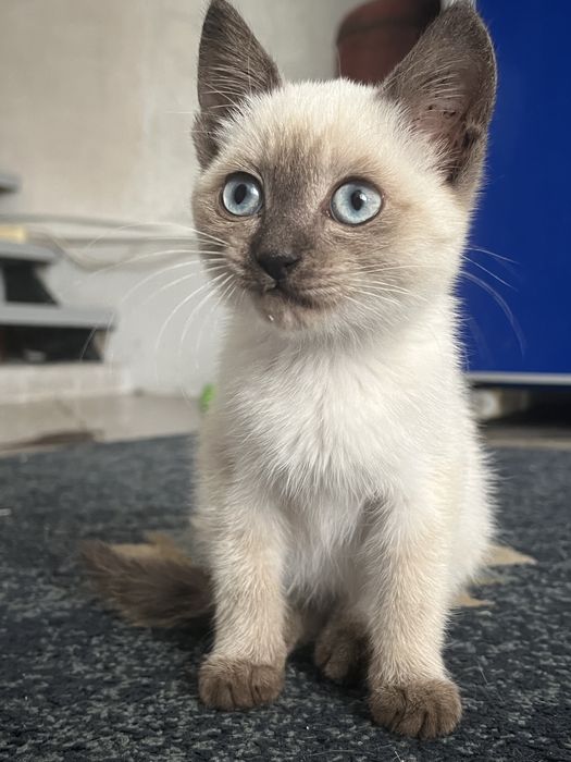 Отдам котенка в добрые руки