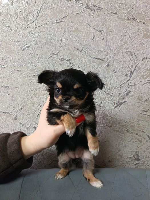 Щенки чихуахуа чистокровные