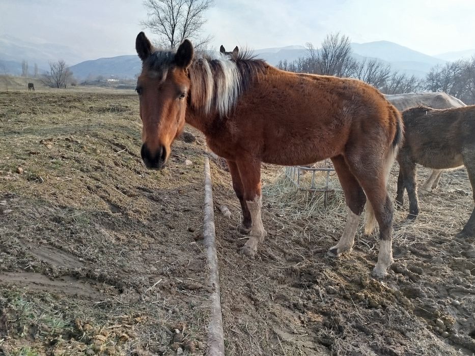 Әдемі байтал сатылады
