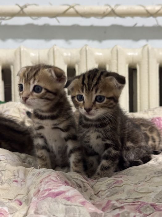 Бенгальская кошка