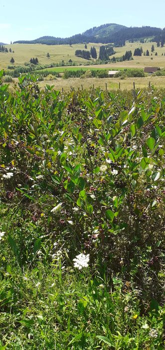 Tufe Aronia pe rod