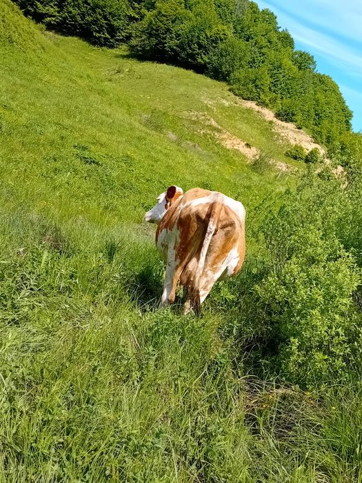 Vacă de vânzare (  gestantă )